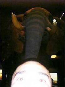 MONHelephant
