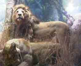 MONHlion