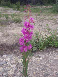 yukonfoodfireweed