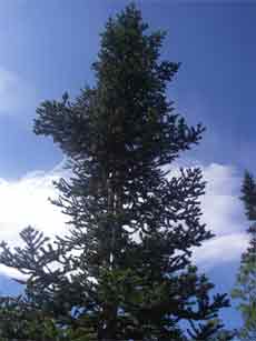 yukonteabalsom