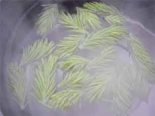yukonteaspruce