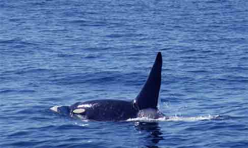 killerwhale2