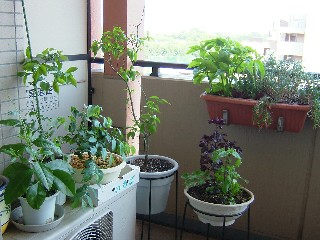 2008_0616画像0267a.JPG
