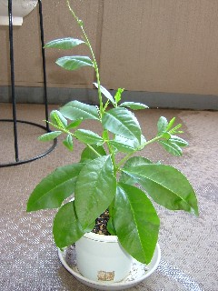 2008_0616画像0270a.JPG