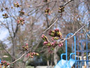 桜の蕾