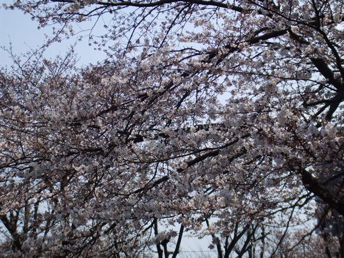 沢山の桜