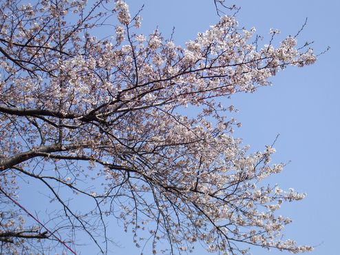 桜と春空