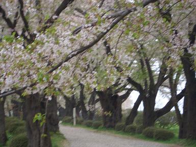 ’06.5.6葉桜になりつつある桜並木.JPG