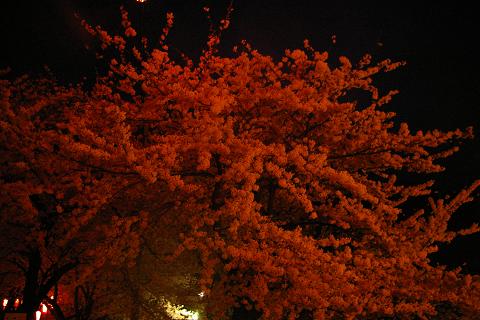 ’06.4.30夜桜.JPG