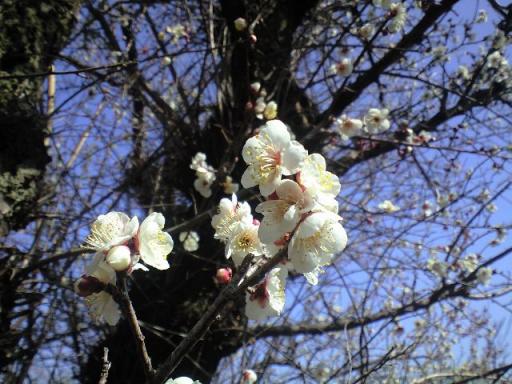 梅の花