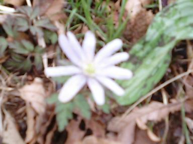 羽のような花びら