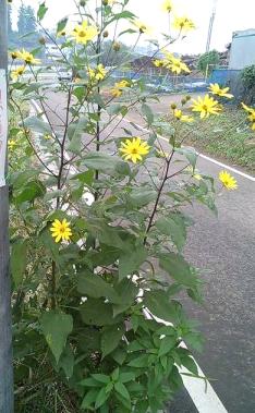 キクイモの花