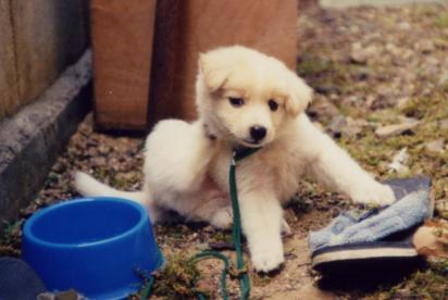 子犬たれちゃん