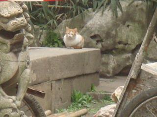 上海豫園ニャンコ