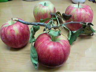 apple.jpg