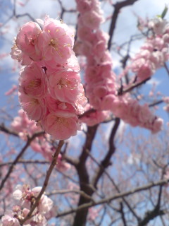 梅の花