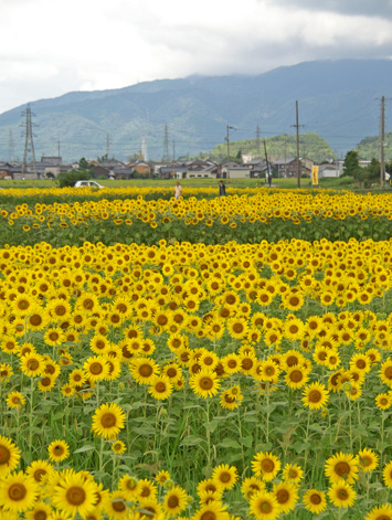 光景
