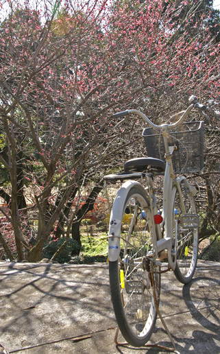 自転車と梅
