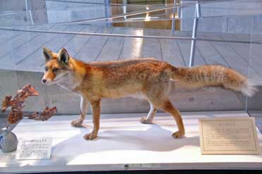 ポンド・キツネ