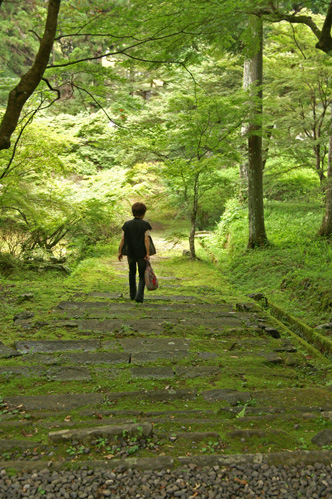 苔むした階段