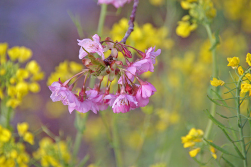 菜の花バックに