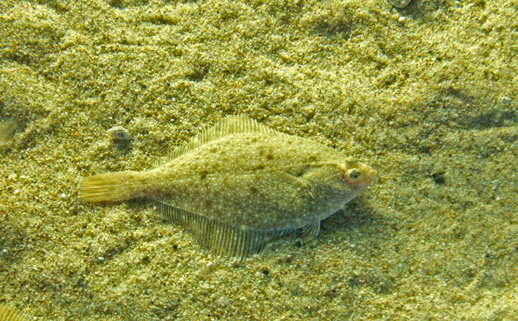 ヒラメかカレイか