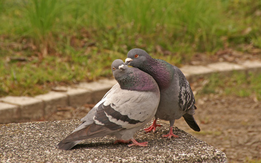 鳩の愛情