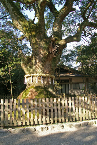 熱田神宮・神木