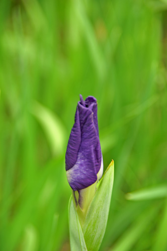 花菖蒲
