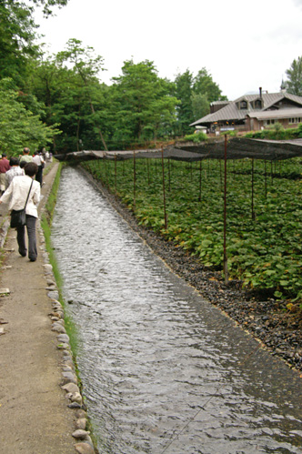 わさび園