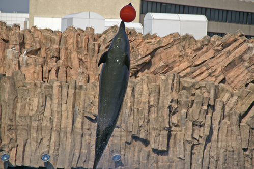 跳ねて