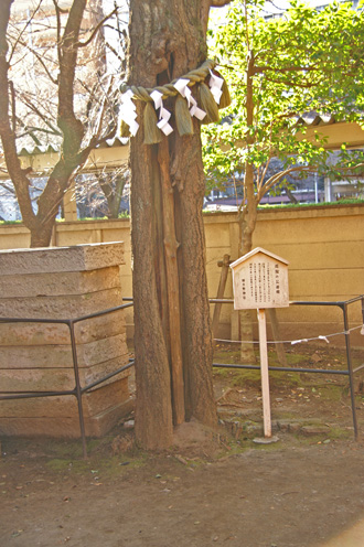 那古野神社・公孫樹