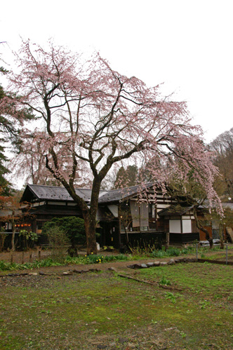 民家と枝垂れ桜