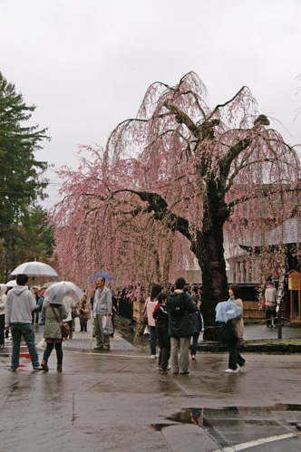 街角の桜