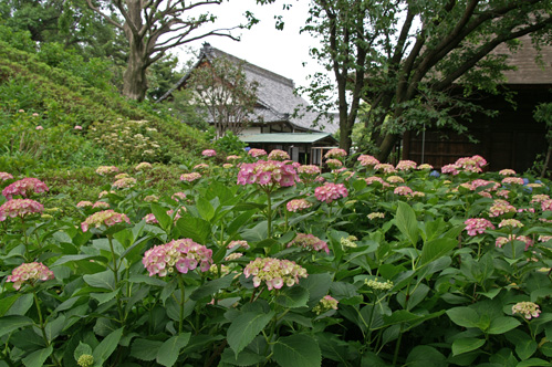 本堂とアジサイ