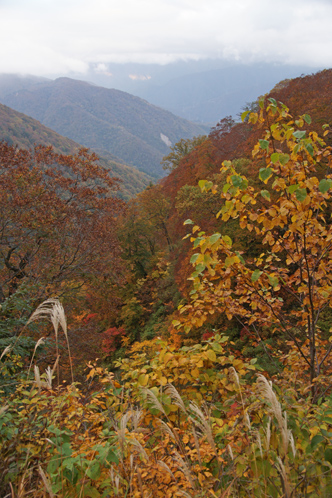 紅葉の谷あい