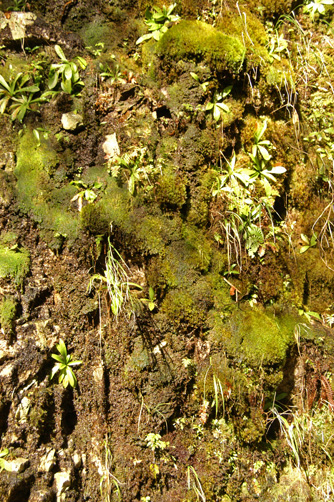 苔むして