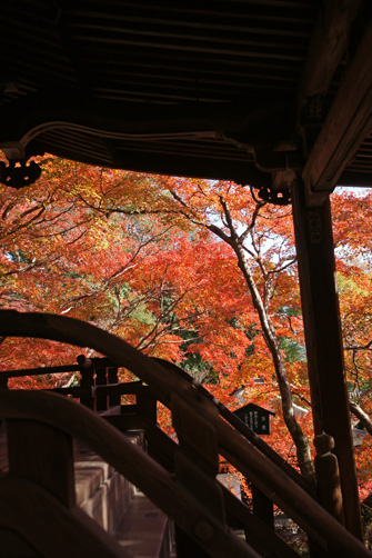 手すりと紅葉