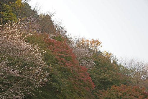 紅葉と桜