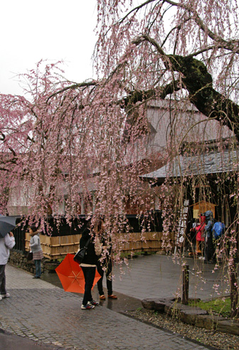 枝垂れ桜と伝承館