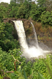 レインボーの幹