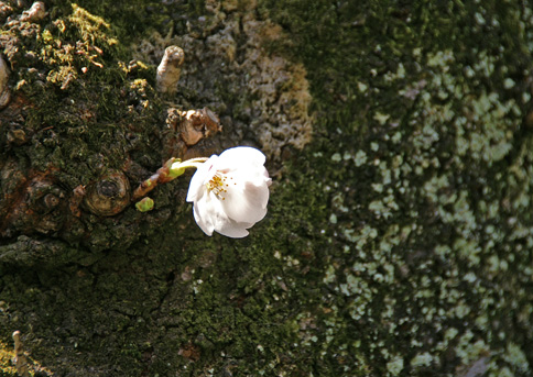 頑張っています