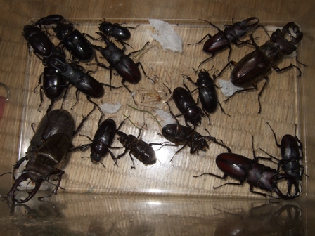 2011_0703wert0005.jpg
