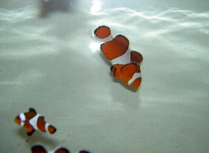 PICT0064-1.jpg