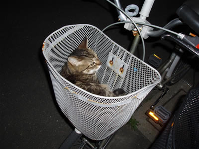 夜のお客さん２