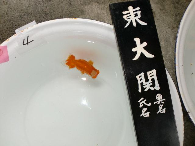 錦友会第二回東大関