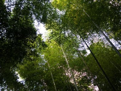 竹林の道02