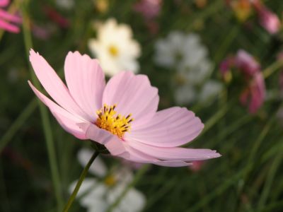 PA310296_400.jpg