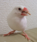 かむかむすず.jpg