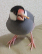 かむかむらん.jpg